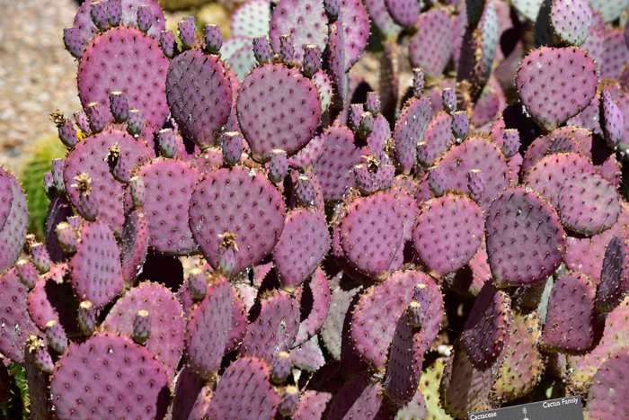 Santa Rita Pricklypear has 0 to 2 spines per areole along margins the pads. The spines are deflexed to erect and pale yellow in color. The glochids are dense, yellow to tan and aging brown. Opuntia santa-rita